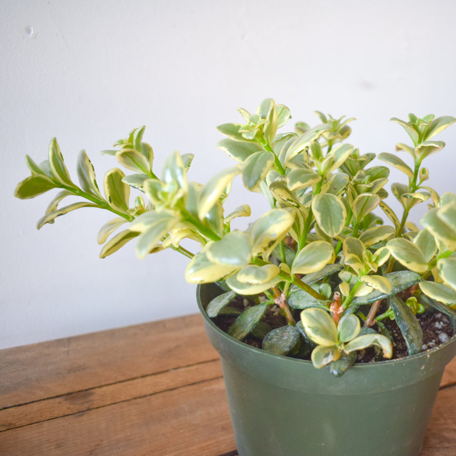 Goldfish Plant Variegated