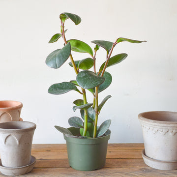 Peperomia Obtusifolia Red Edge