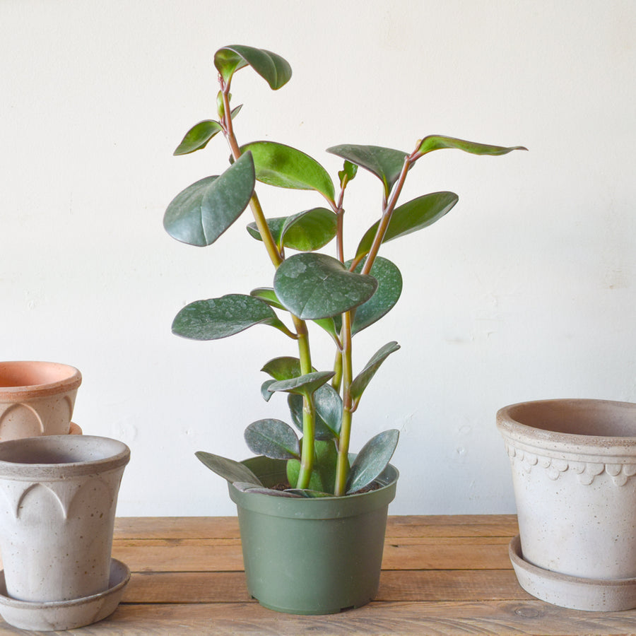Peperomia Obtusifolia Red Edge