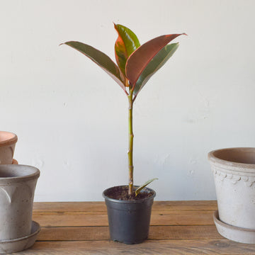 Ruby Red Rubber Tree