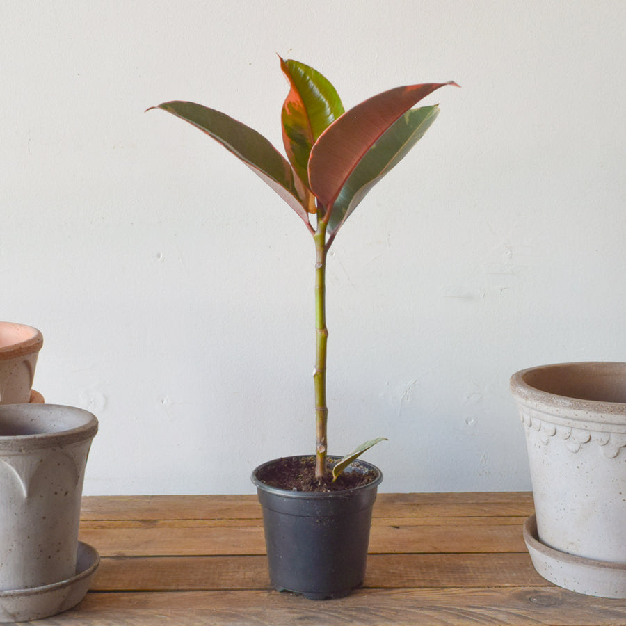 Ruby Red Rubber Tree