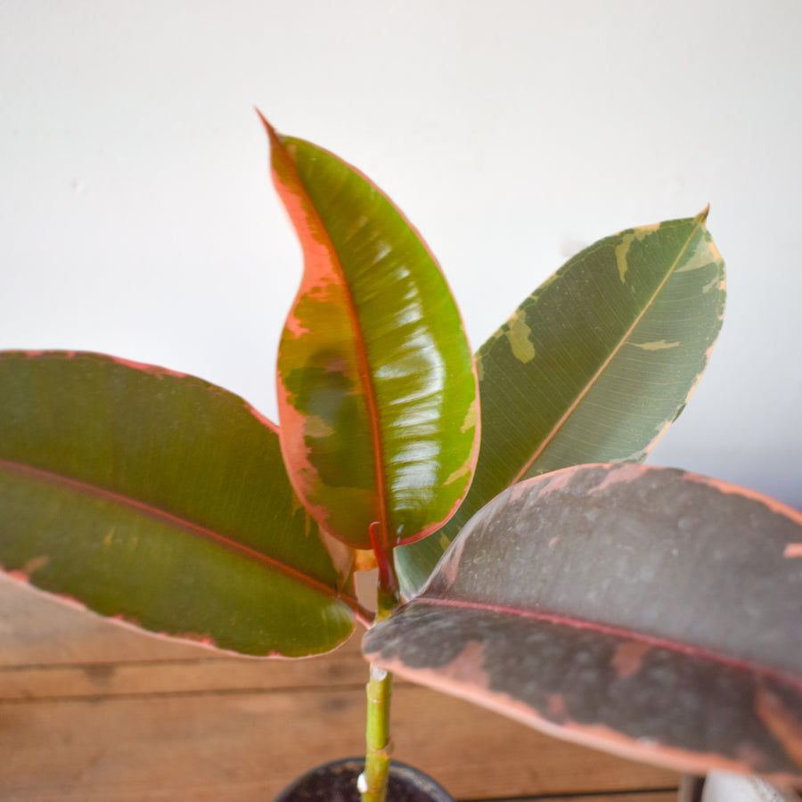 Ruby Red Rubber Tree