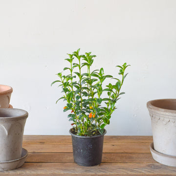 Goldfish Plant Green