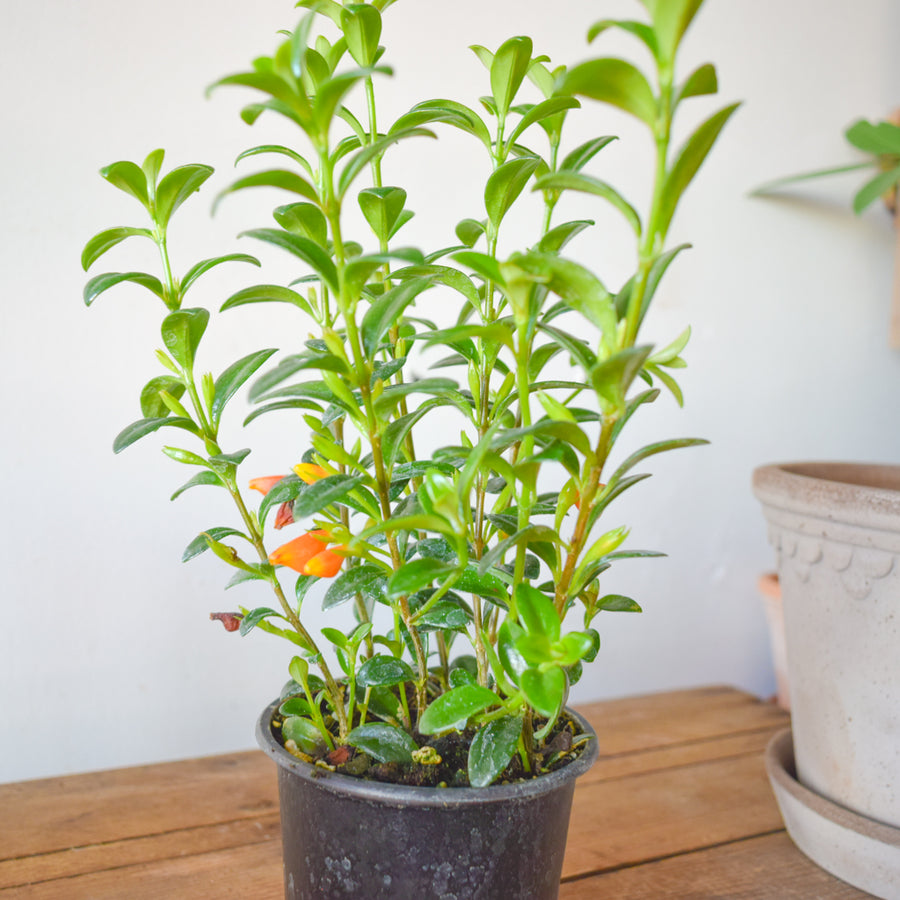 Goldfish Plant Green