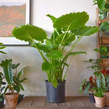 Alocasia Odora
