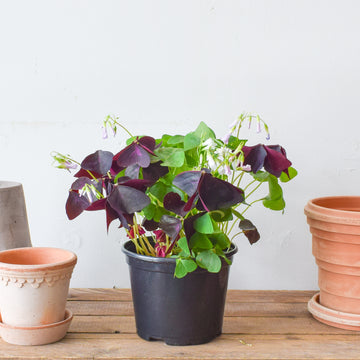 Oxalis Tri-Colour