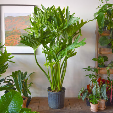 Philodendron Hope Selloum