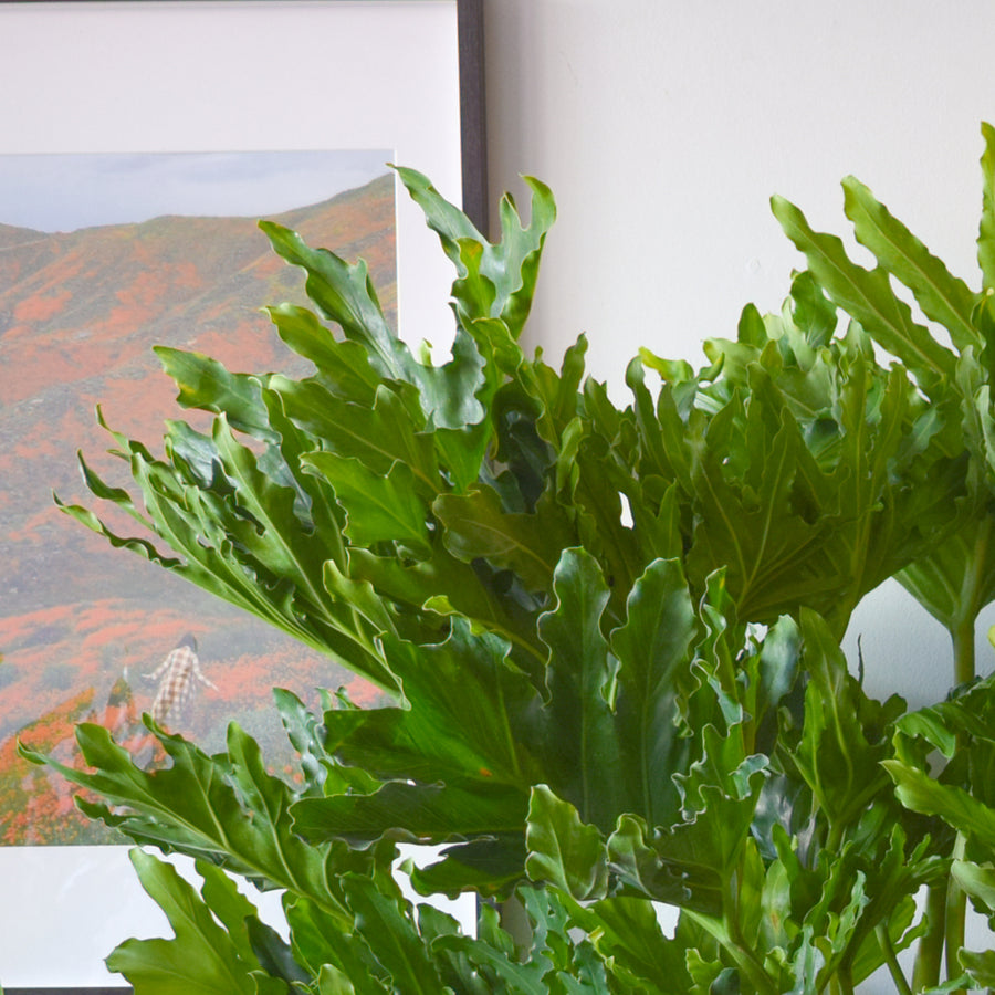 Philodendron Hope Selloum