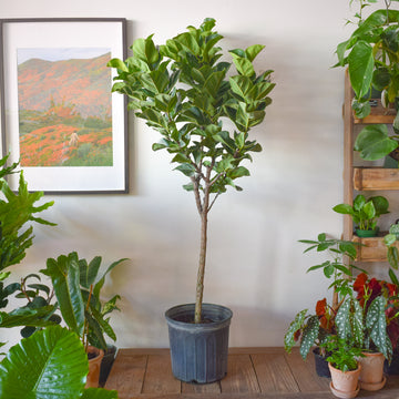 Fiddle Leaf Fig Bambino Standard