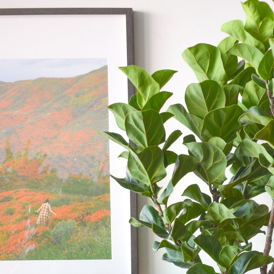 Fiddle Leaf Fig Bambino Standard