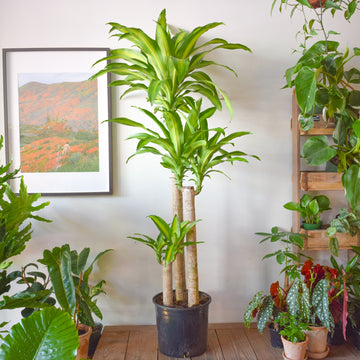 Dracaena Fragrans Mass Cane 3/2/1
