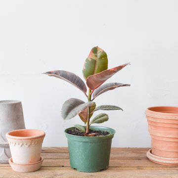 Ruby Red Rubber Plant