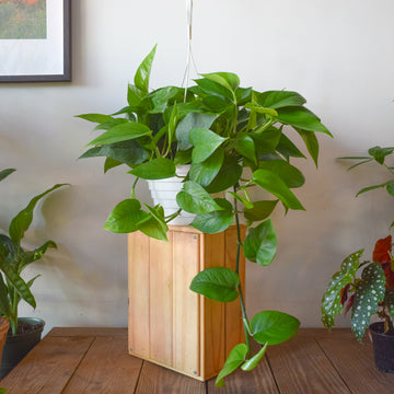 Pothos Green Jade