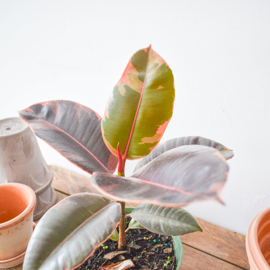 Ruby Red Rubber Plant