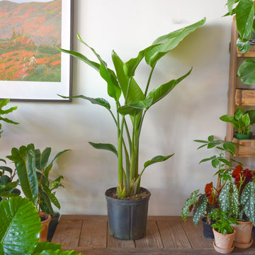 Bird Of Paradise (White Strelitzia Nicolai)