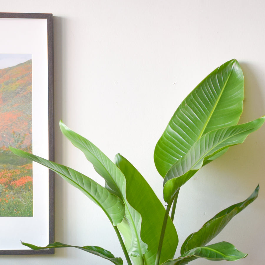 Bird Of Paradise (White Strelitzia Nicolai)