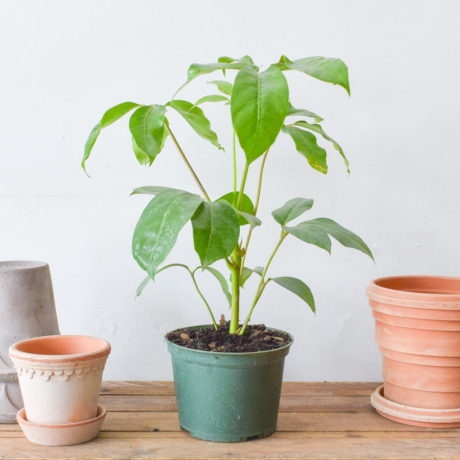 Schefflera Alpine