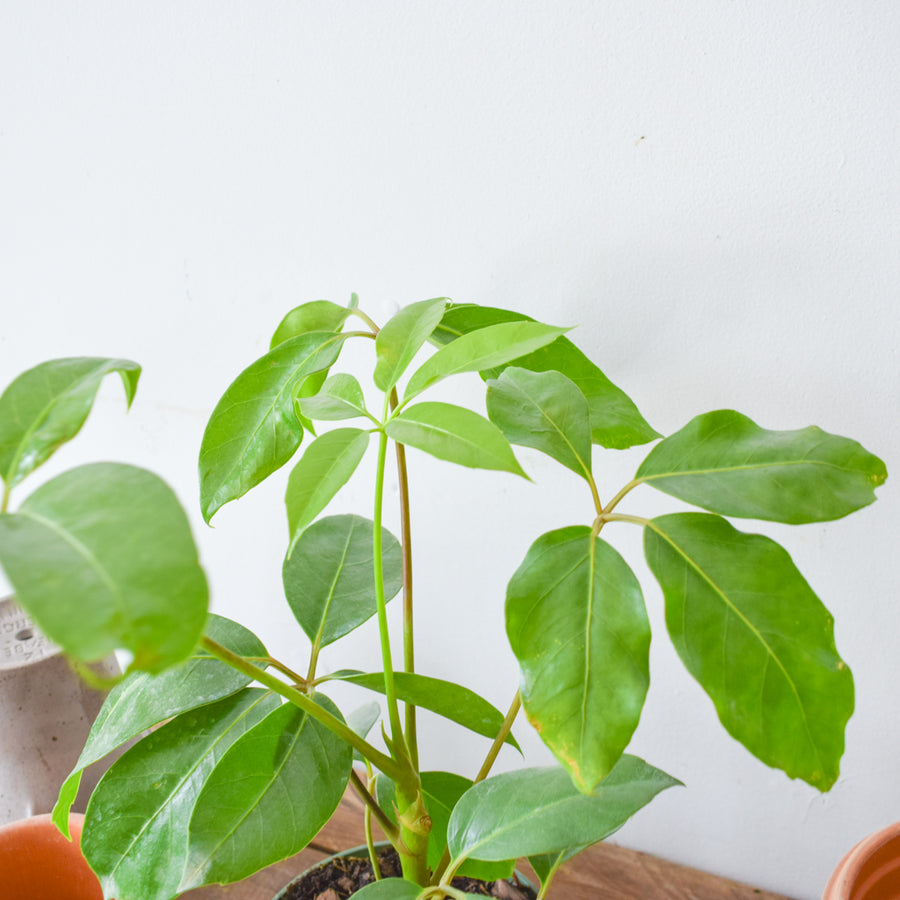 Schefflera Alpine