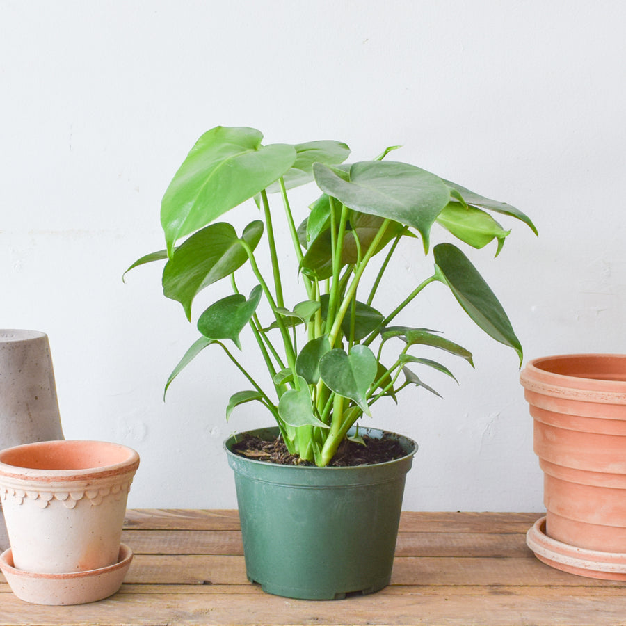 Monstera Deliciosa