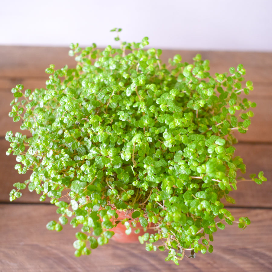 Baby's Tears Plant