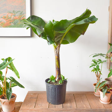 Banana Musa Dwarf Cavendish