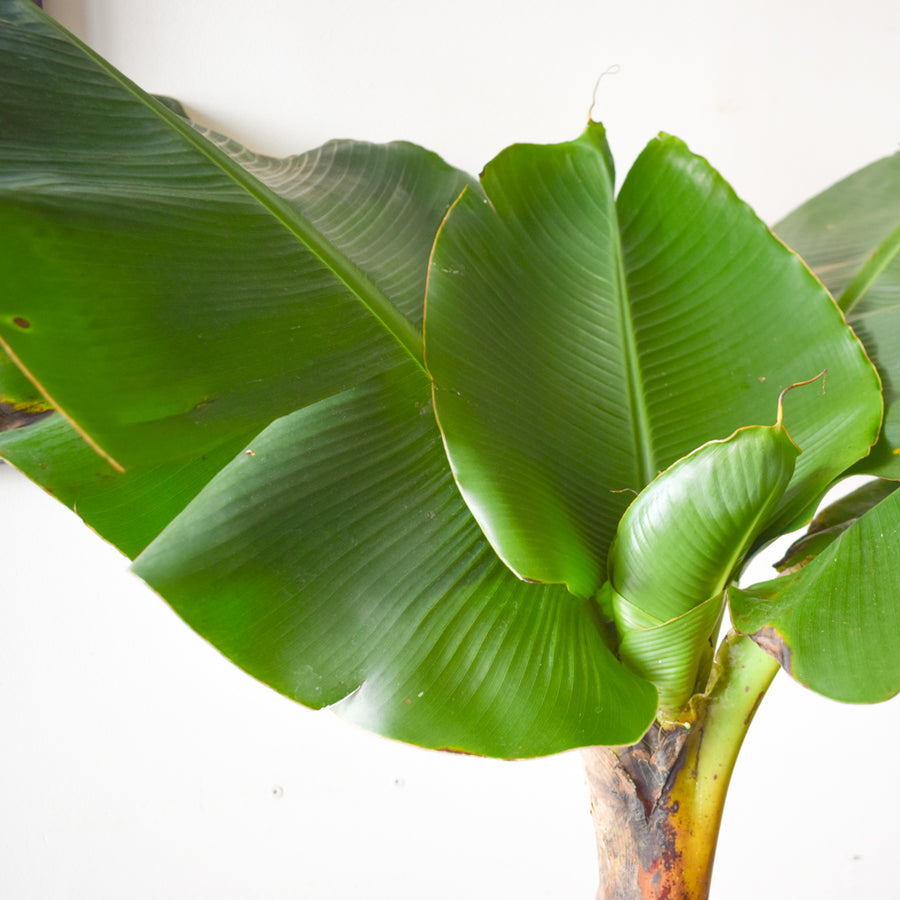 Banana Musa Dwarf Cavendish