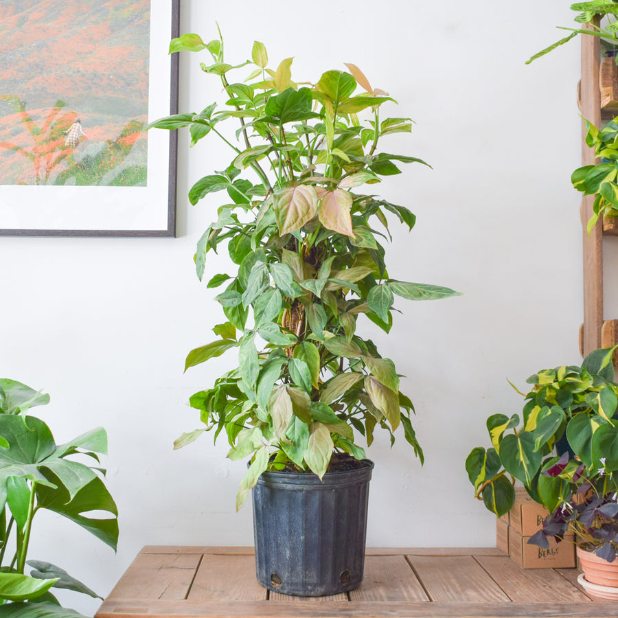 Syngonium Pink Perfection