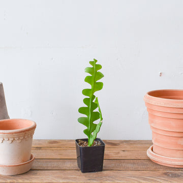 Fishbone Cactus