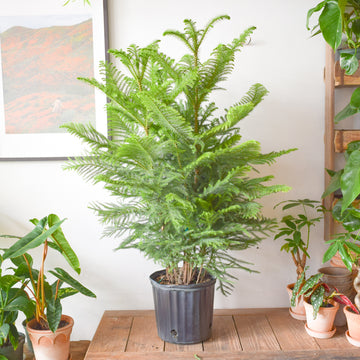 Norfolk Island Pine