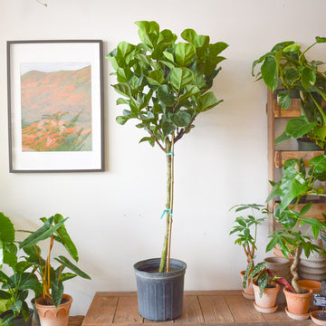 Fiddle Leaf Fig Bambino Standard