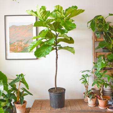 Fiddle Leaf Fig Tree