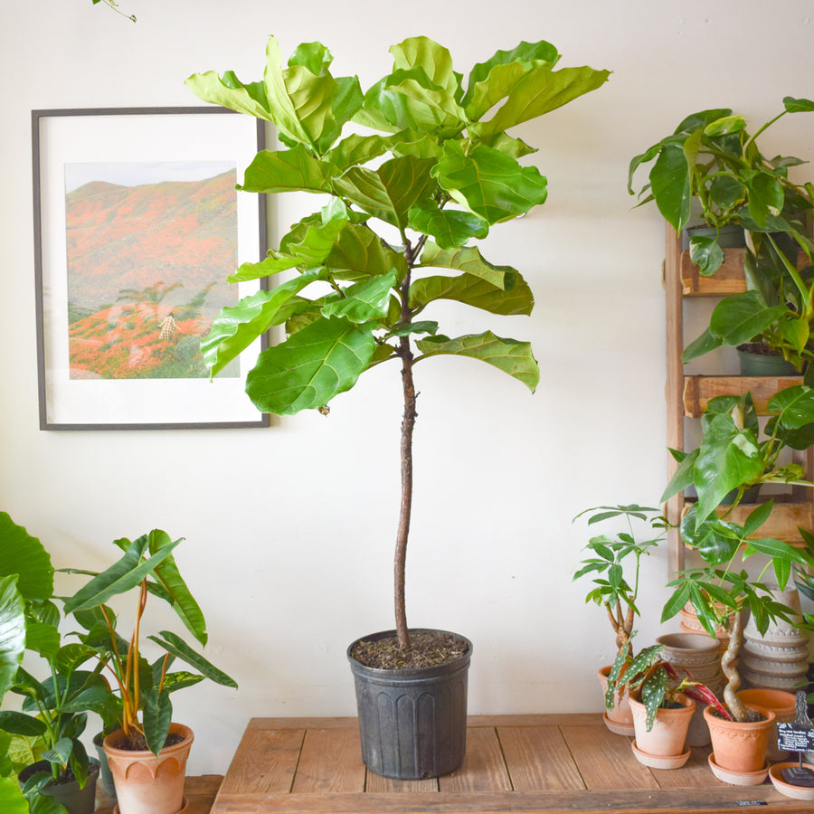 Fiddle Leaf Fig Tree