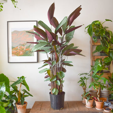 Calathea Setosa