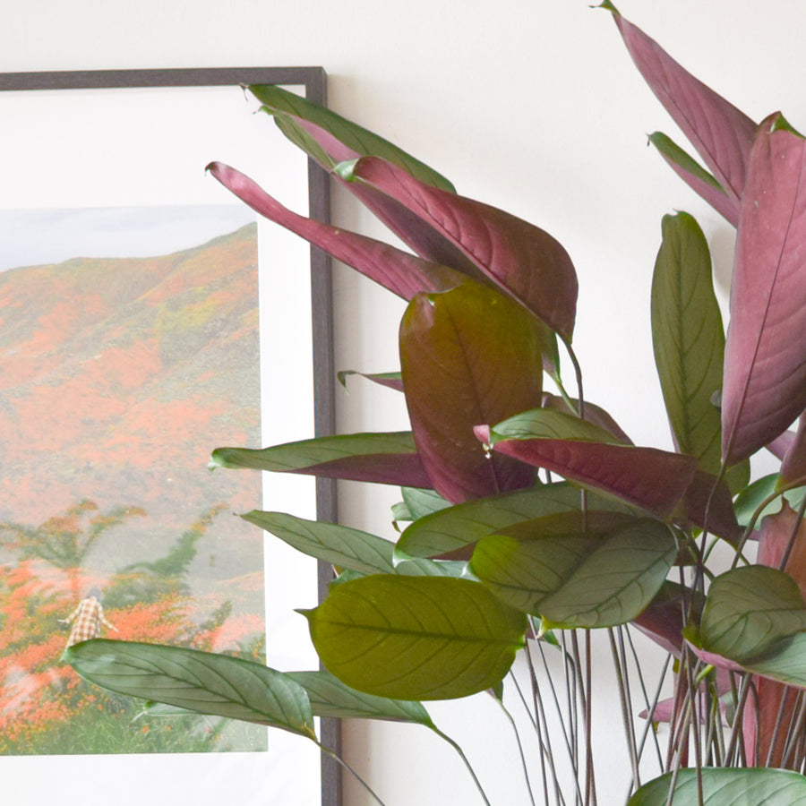 Calathea Setosa