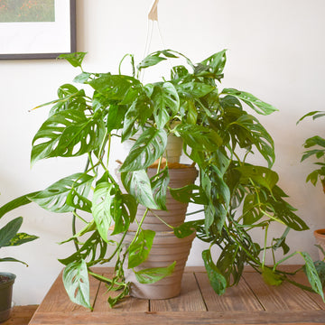 Monstera Adansonii