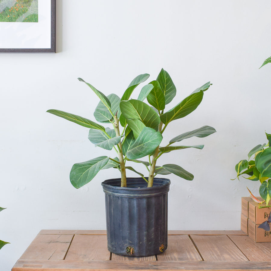 Ficus Audrey Bush