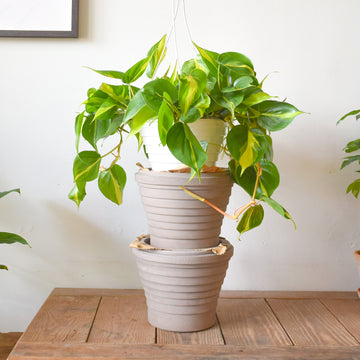 Philodendron 'Brasil'