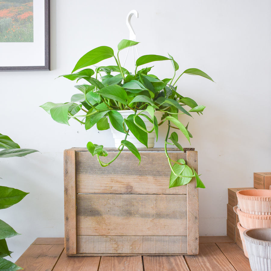 Pothos Green Jade