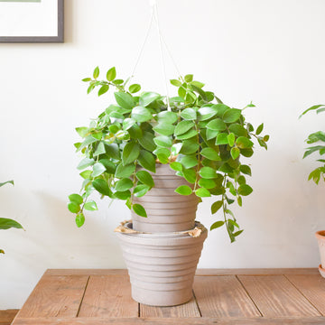 Lipstick Plant Mona Lisa
