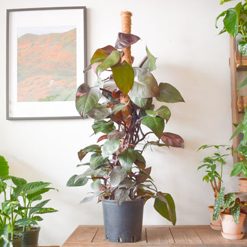 Philodendron Pink Princess