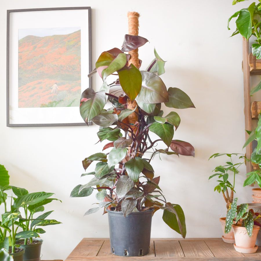 Philodendron Pink Princess
