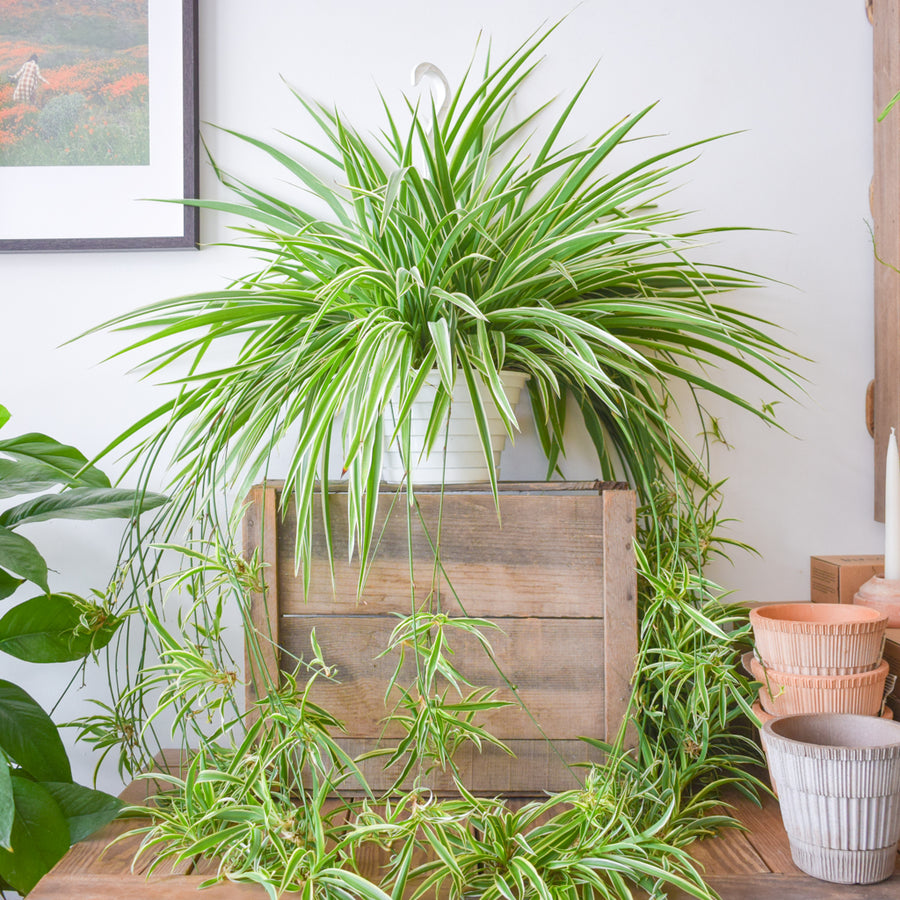 Spider Plant Reverse Variegation