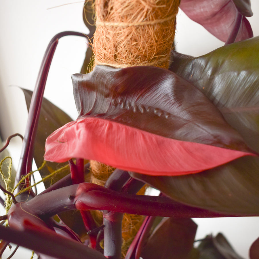 Philodendron Pink Princess
