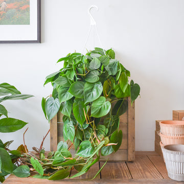 Heartleaf Philodendron