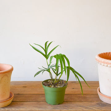 Amydrium Zippelianum