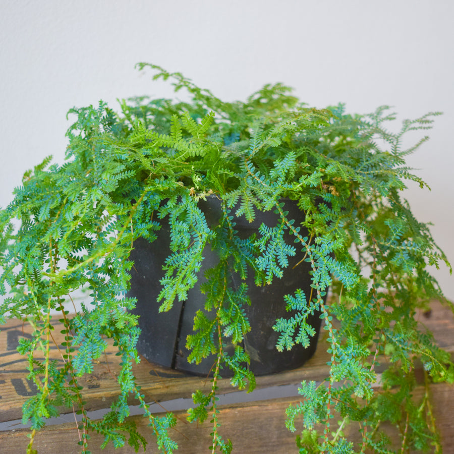 Peacock Fern (Selaginella Uncinata)