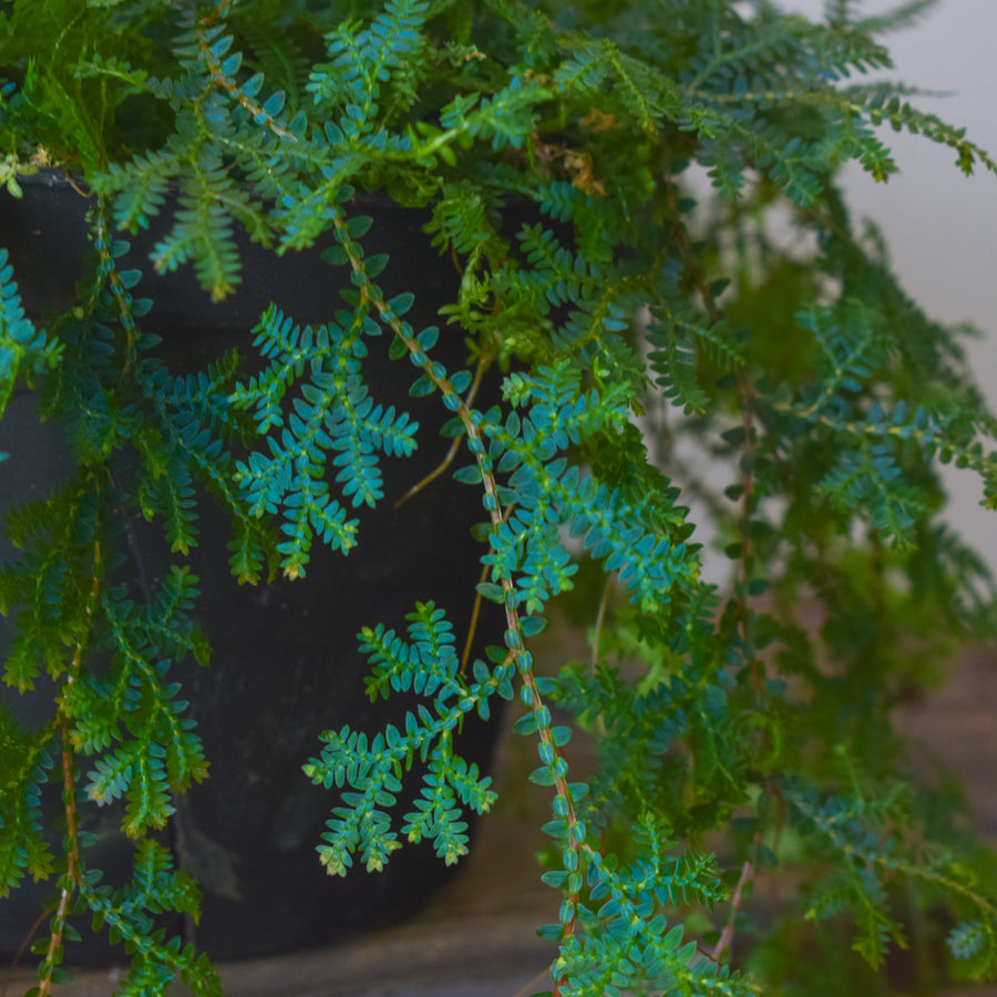 Peacock Fern (Selaginella Uncinata)