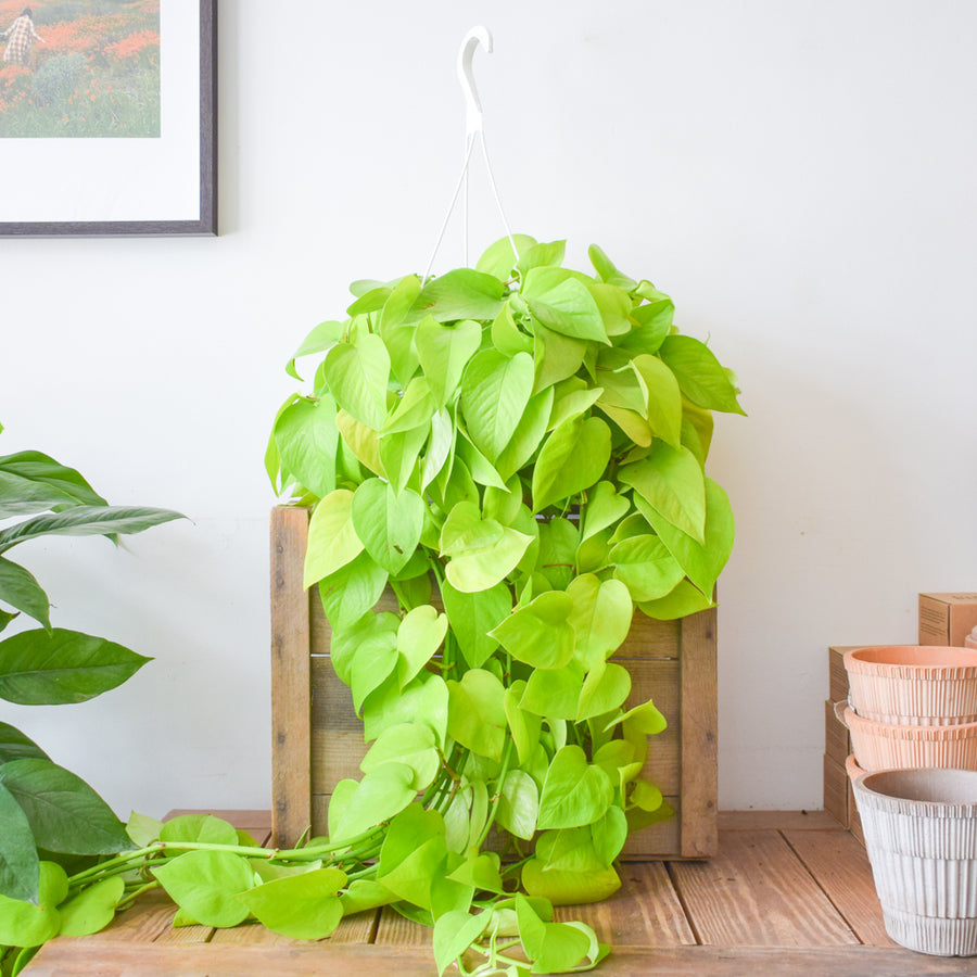 Pothos Neon