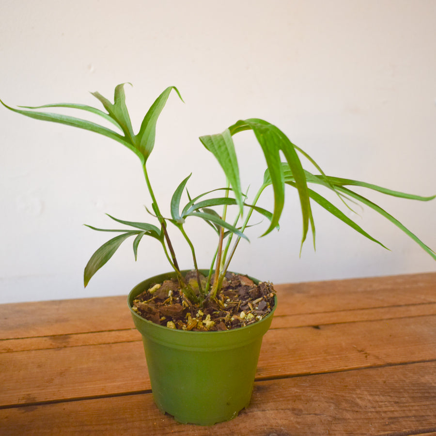 Amydrium Zippelianum