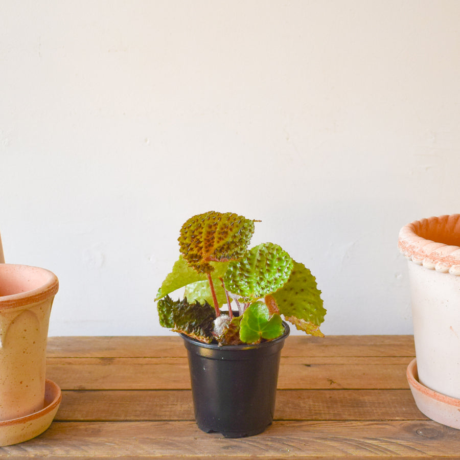 Begonia Ferox